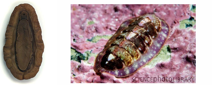 <p>From Mollusca: Chitons with 8 dorsal plates that scrape algae with Radula. Attaches to rock with foot.</p>