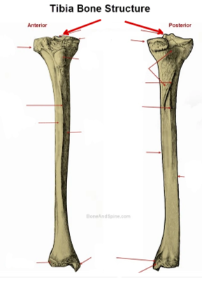 <p>Tibia</p>