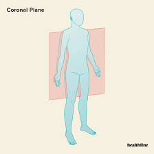 <p><strong>coronal (or frontal) plane</strong>. This is an imaginary, vertical slice that divides the body or brain into <strong>front (anterior) and back (posterior) sections</strong></p>