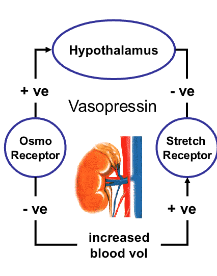 <p><span>controls blood volume<br>• acts on kidney to increase water<br>reabsorption in distal tubule<br>• increased blood volume<br>– sensed by stretch receptors in heart<br>atrium<br>– signal to hypothalamus<br>– decreased vasopressin production<br>• decreased blood osmolarity<br>– reduced activity of hypothalamic<br>osmoreceptors<br>– reduces vasospressin secretion<br></span></p>