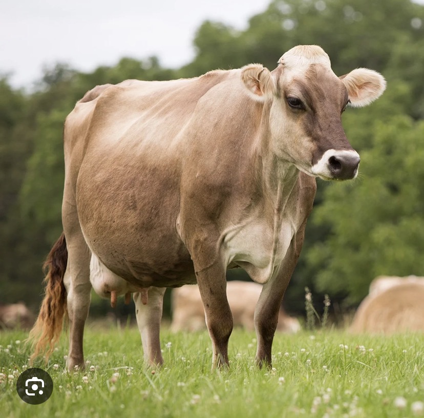 <p>Breed?</p>