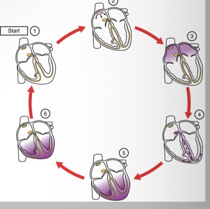 <p>Describe how ventricular contraction begins </p>