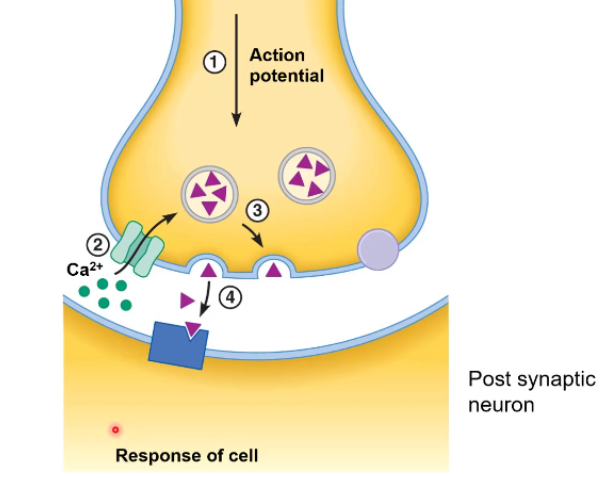 <p>the postsynaptic cell has ______ for the neurotransmitter </p>