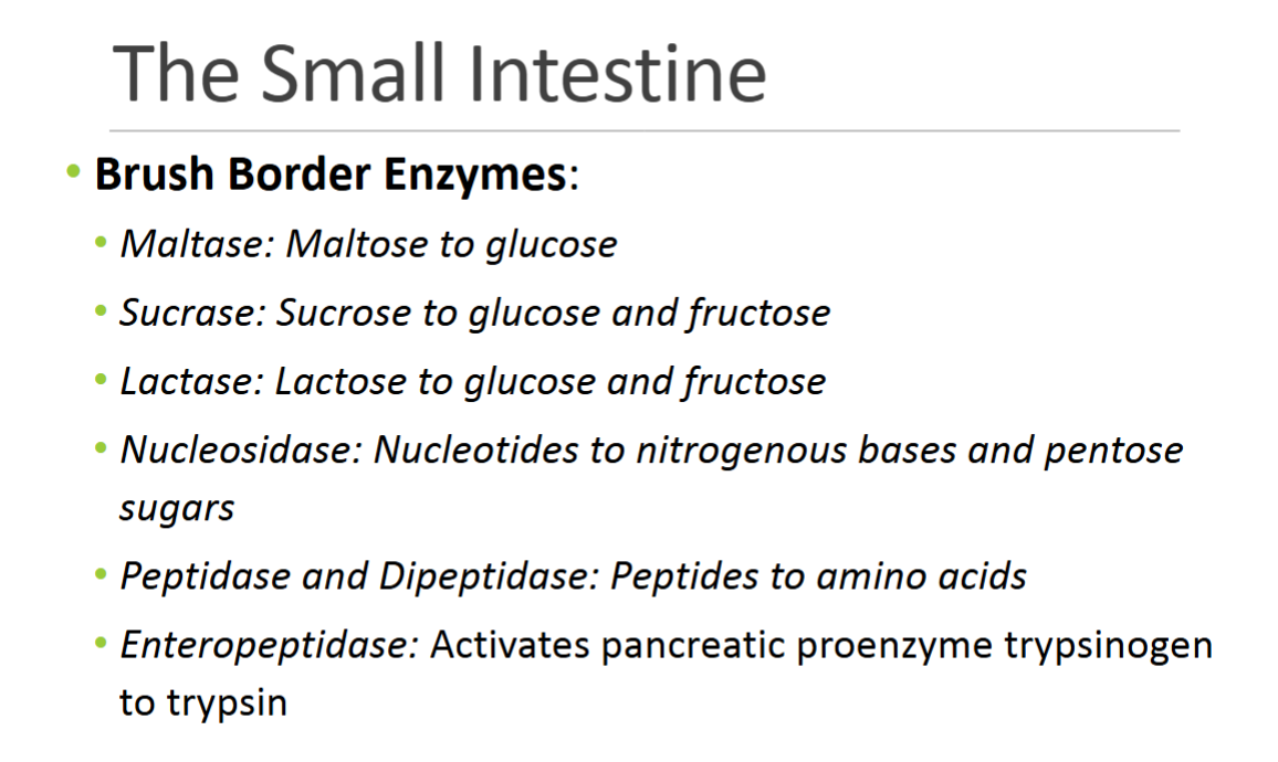 <p>• Integral membrane proteins</p><p>• Located on microvilli on the surface of absorptive cells (the brush border)</p><p>• Break down materials in contact with brush border</p><p>• Break down materials in central lumen after cells are shed from villus</p>