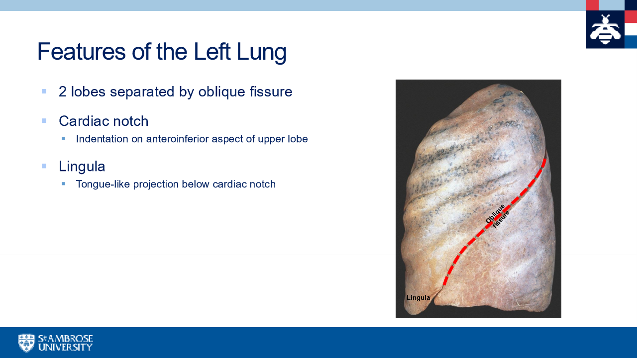 <p>costal impressions, aortic arch, thoracic aorta, cardiac impressions, </p><p>pulmonary artery is superior to bronchus in the left lung Remeber RALS </p><p>RALS: </p>