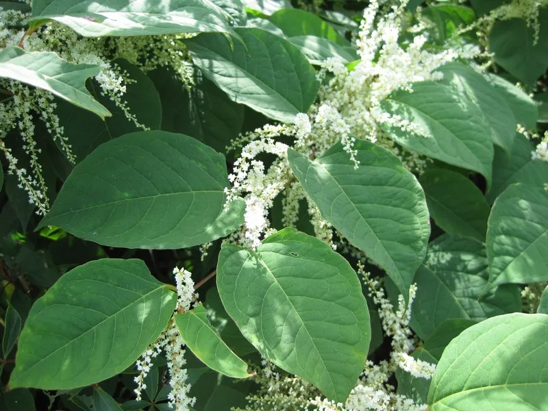 <p>Invasive, bamboo-like, woody growths</p>
