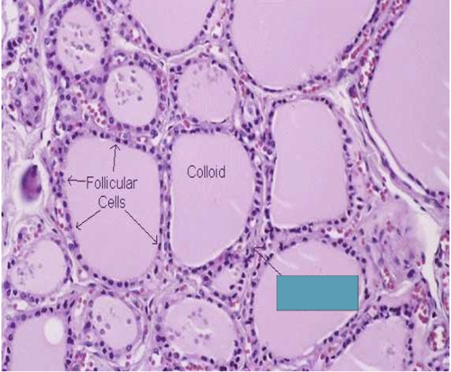 <p>Identify the cells</p>