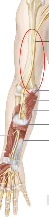<p>Innervates anterior forearm muscles and lateral palm: pronator quadratus and pronator teres; helps with sensation in 3.5 fingers</p>