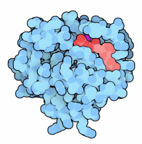 <p>Hyperactive protein example</p><p>K-RAS mutations occur in a large percentage of pancreatic, colorectal, and non-small cell lung cancers; Very aggressive tumors; Often at the codon for G12</p><p><strong>G12C</strong> (Typical nomenclature for mutation; G at position 12 mutates to C) is the most common mutation of RAS in lung cancers; GGT → TGT mutation that stops <strong>RAS</strong> from hydrolyzing <strong>GTP</strong></p><p>First <strong>K-RAS inhibitor </strong>was approved by the FDA in 2021; Sotorasib; Small molecule that only targets G12C RAS, not healthy RAS; Survival rate was 50.8% after one year and 32.5% after two years</p>