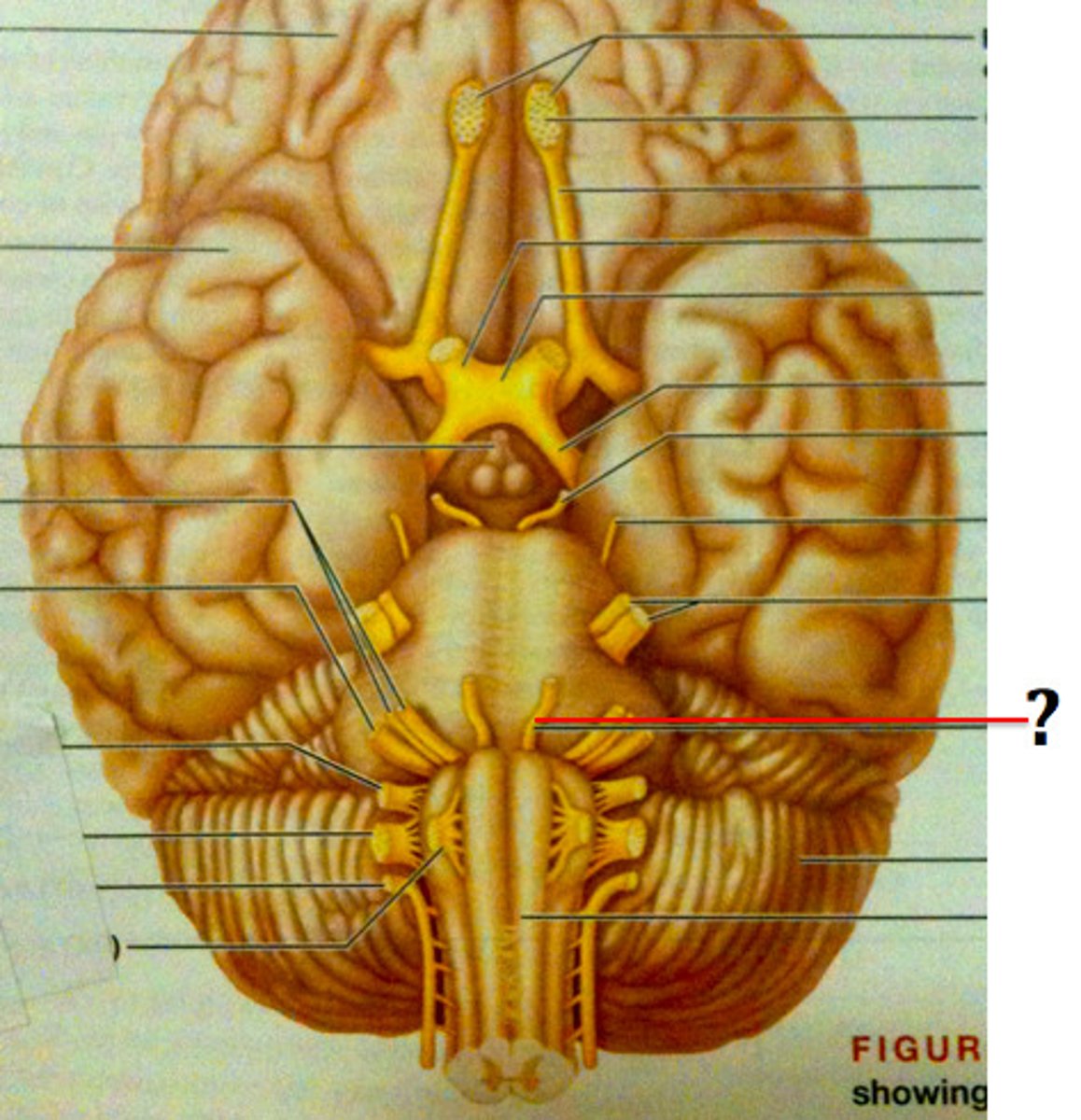 <p>moves eye muscles</p>