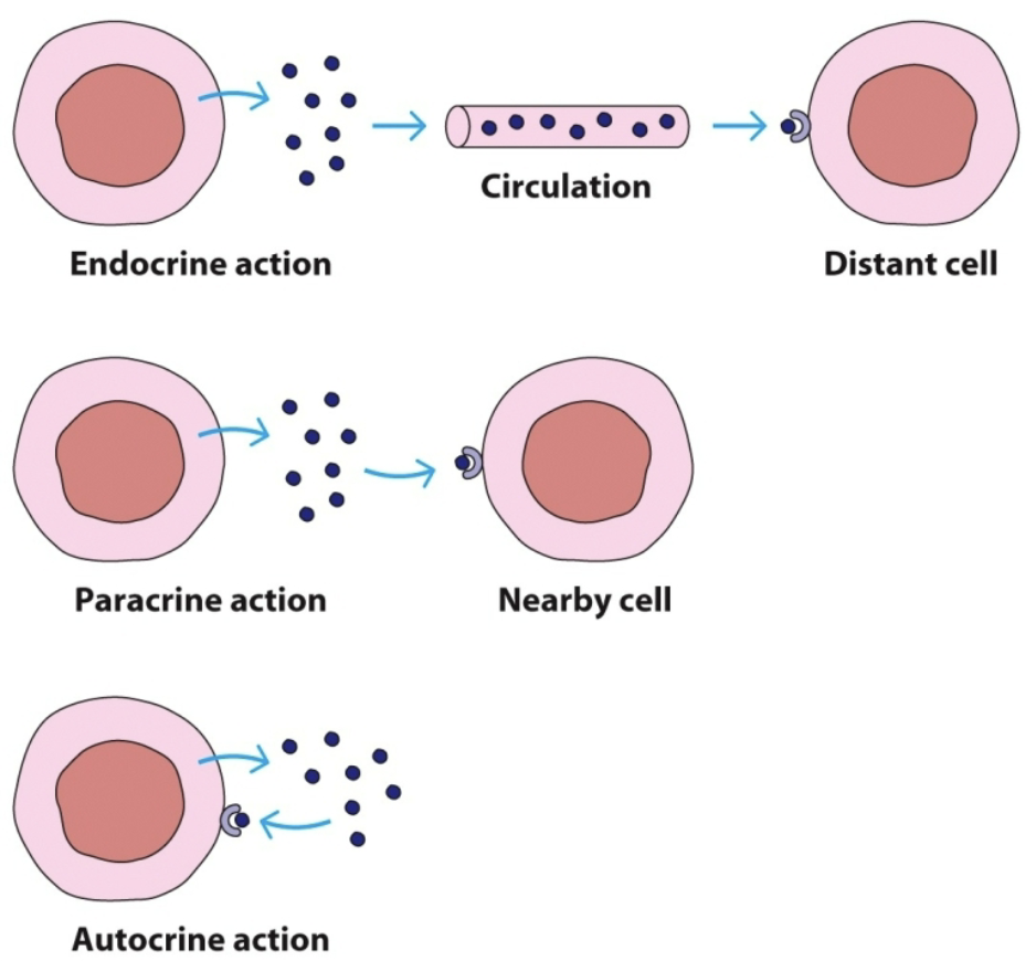 <p>Most cytokines act via _ action</p>