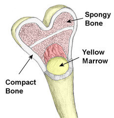 <p>- Tissue types = compact, and cancellous (spongy)</p><p>- Matrix = hardened matrix/ calcified</p><p>- Cell types = osteoprogenitors, osteoblasts, osteocytes</p><p>- Blood supply = highly vascularized/ own blood supply/ direct nutrient delivery to tissue</p><p>- Function = support, resists compressive forces/pulling forces/ stressors</p>