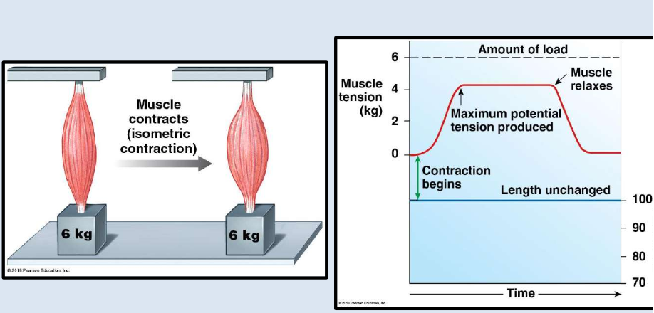 <p>In an <strong>eccentric</strong> contraction, the peak tension developed is less than the <strong>load</strong>, and the muscle <strong>elongates</strong> because of the contraction of another muscle or the pull of gravity. Bicep curl going <strong>down</strong>. </p>