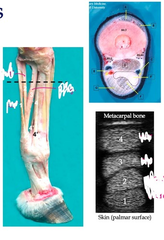 <p>Interosseus (suspensory ligament)</p><p>- medial and lateral branches 4'</p>
