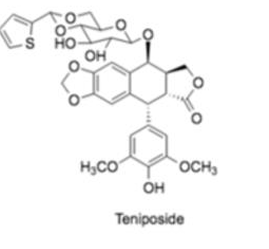 <p>[CELL CYCLE SPECIFIC AGENTS]</p><p>a. Topotecan</p><p>b. Irinotecan</p><p>c. Predinisone</p><p>d. Hydroxyurea</p><p>e. Bleomycin</p><p>f. Etoposide</p><p>g. Teniposide</p><p>h. Paclitaxel</p><p>i. Docetaxel</p><p>j. Vincristine and Vinblastine</p><p>k. Vinorelbine</p>