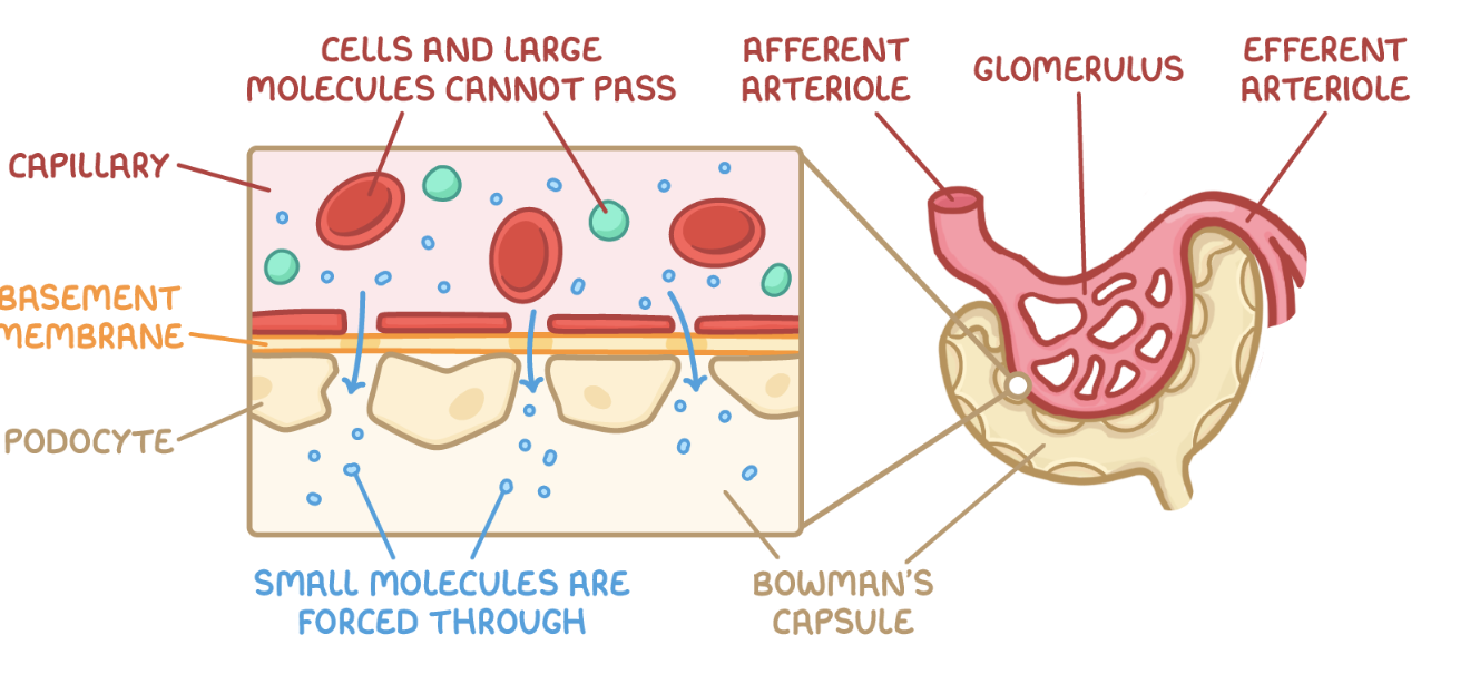 <ul><li><p>blood enters the glomerulus through the <strong>a</strong>fferent arteriole</p></li><li><p>blood leaves the glomerulus through the <strong>e</strong>fferent arteriole, which is smaller so maintains a higher hydrostatic pressure</p></li><li><p>this high pressure forces smaller molecules e.g. water, glucose, urea out through gaps (fenestrations) in the capillary endothelium </p></li><li><p>the molecules move through the basement membrane, which acts as a selective filter, preventing larger molecules such as RBCs and proteins into the Bowman’s capsule</p></li><li><p>smaller molecules move through the Bowman’s capsule epithelium through podocytes (specialised cells)</p></li><li><p>filtered fluid collects in the Bowman’s capsule</p></li></ul><p></p>
