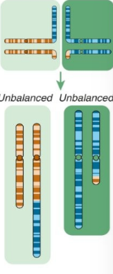 <p>homologous centromeres move into the same new cell together</p>