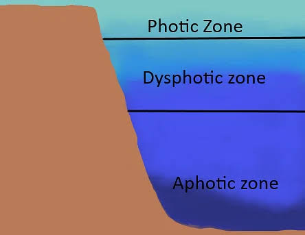 <p>The deeper layer of the ocean that lacks sufficient sunlight for photosynthesis, resulting in limited plant life. </p>