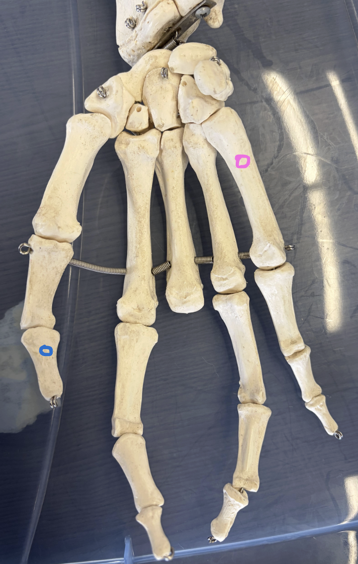<p>Blue circle: What is this called? What two muscles insert here?</p><p>Pink circle: What bone is this? List one muscle that inserts on anterior side.  </p>