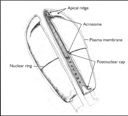 <p>nucleus + acrosome + post-nuclear cap</p><ul><li><p>In mammals, head shape differs between specis</p></li><li><p>Nucleus is oval &amp; flattened → nuclear membrane</p></li></ul><p></p>