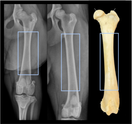 <p>shaft of the long bone</p>