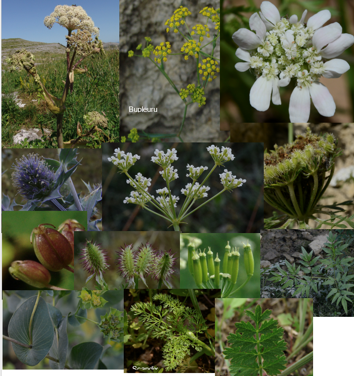 <p>Geef de familie.</p>