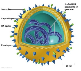 <ul><li><p><strong>Hemagglutinin </strong>(<strong>HA</strong>) for <strong>attachment</strong></p></li><li><p><strong>Neuraminidase </strong>(<strong>NA</strong>) for <strong>exit</strong></p></li></ul><p></p>