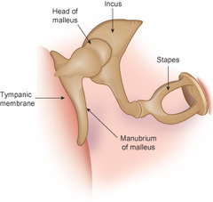 <p>three tiny bones in the middle ear</p><p>(malleus, incus, stapes)</p>