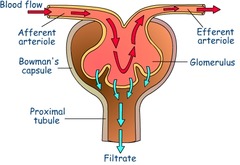 <p>1) High blood (hydrostatic) pressure</p><p>2) causes small substances to pass out (eg water, glucose, ions, urea, amino acids) </p><p>3) through small pores in the endothelium of capillaries in the glomerulus (proteins stay behind as they are too large to pass through)</p><p>4) and through capillary basement membrane</p><p>into the Bowman's capsule to form glomerular filtrate</p>