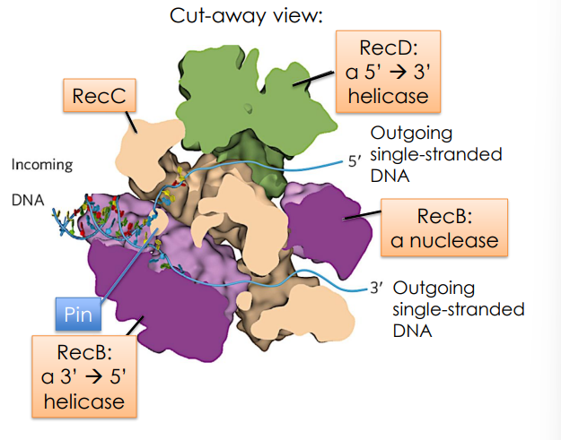 <p>Initiates Recombination!</p><p>The complex binds double stranded DNA, but DNA leaves the complex as singled stranded (one is a <strong>single-stranded 3' overhang</strong> coated with repair proteins)</p>