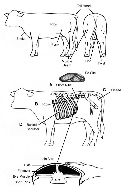 <p>Dorsal part of the base of the tail</p>