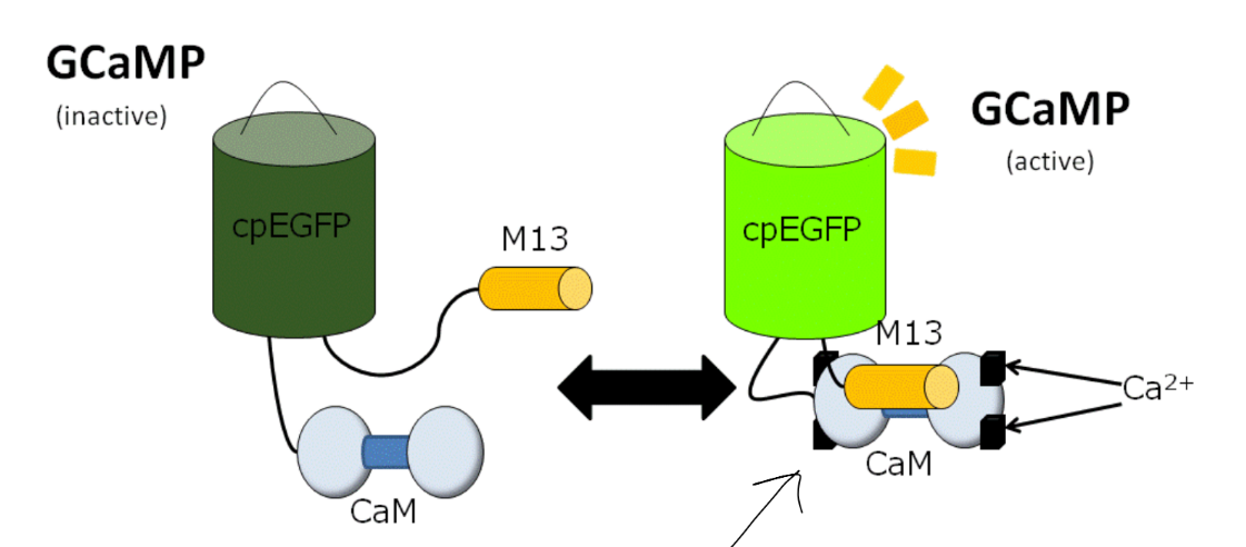 <p>calcium imaging</p><ul><li><p>when neurons fire APs, Ca2+ influx is detected by GCaMP (a fluorescent Ca2+ sensor)</p></li></ul><p></p>