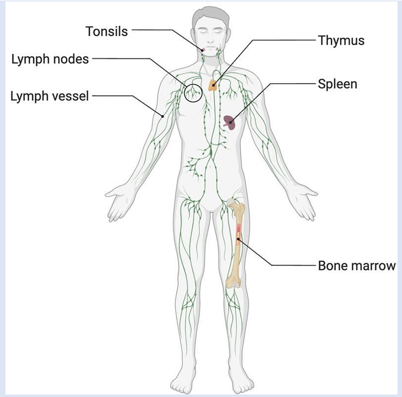 <p><span><strong>Lymph Nodes:</strong></span></p><ul><li><p><span>Small bean-shaped organs located throughout the lymphatic system.</span></p></li><li><p><span>Lymph nodes are especially dense at the cervical, axillary, and inguinal junctions, where lymphatic drainage from the head, arms, and legs converges before returning to the bloodstream.</span></p></li><li><p><span>Made of lymphatic tissue and located along the larger lymph vessels</span></p></li><li><p><span>Lymph that flows through the nodes makes contact with immune cells within the node. These include macrophages, dendritic cells, B and T cells</span></p></li></ul><p>&nbsp;</p><p><span><strong>Thymus:</strong></span></p><ul><li><p><span>Bilobed organ located in the space between the sternum and aorta. Connective tissue holds the two lobes closely together</span></p></li><li><p><span>Location where T-cells mature, divide and collect. This allows them to attack pathogens without harming the body cells.</span></p></li><li><p><span>The hormone thymosin is made in the thymus</span></p></li></ul><p>&nbsp;</p><p><span><strong>Tonsils:</strong></span></p><ul><li><p><span>Lymphoid nodules located along the inner surface of the pharynx and are important for developing immunity to foreign pathogens that are either inhaled or swallowed.</span></p></li><li><p><span>tonsils are the first line of defence against bacteria and other harmful material and can become enlarged or inflamed due to infection.</span></p></li><li><p><span>Persistent tonsilitis may require surgical removal</span></p></li></ul><p>&nbsp;</p><p><span><strong>Spleen:</strong></span></p><ul><li><p><span>Largest Lymphatic organ at approximately 12cm long&nbsp;and is attached to the lateral border of the stomach. The spleen is a fragile organ and appears dark red due to extensive vascularisation (rich blood supply).</span></p></li></ul><p>Functions include:</p><ul><li><p><span>Filtering of blood, due to the extensive vascularisation and the presence of macrophages and dendritic cells that remove microbes, debris and worn-out/dying red blood cells.</span></p></li><li><p><span>Immune response to pathogens found in the blood.</span></p></li></ul><p></p>