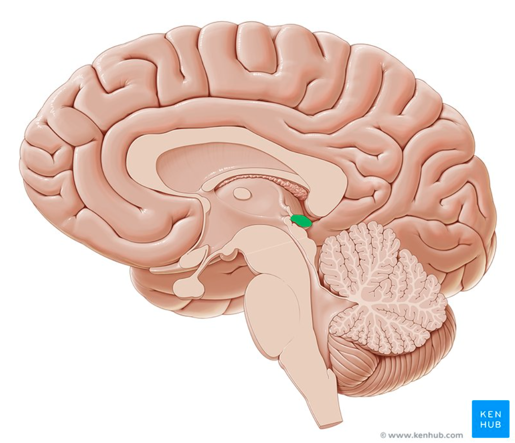 <p>What SPECIFIC REGION produces melatonin?</p>