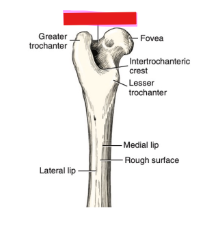 <p>Q: …… is a depression on the caudal aspect of the femur between the trochanters. </p><p>A. Extensor fossa </p><p>B. Trochanteric fossa </p><p>C. Fovea capitis </p><p>D. Acetabulum</p>