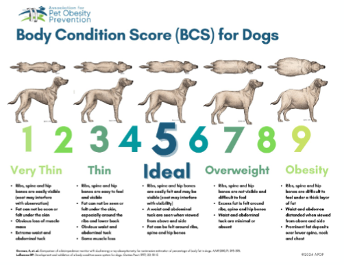 <p>Chart - Dog</p>