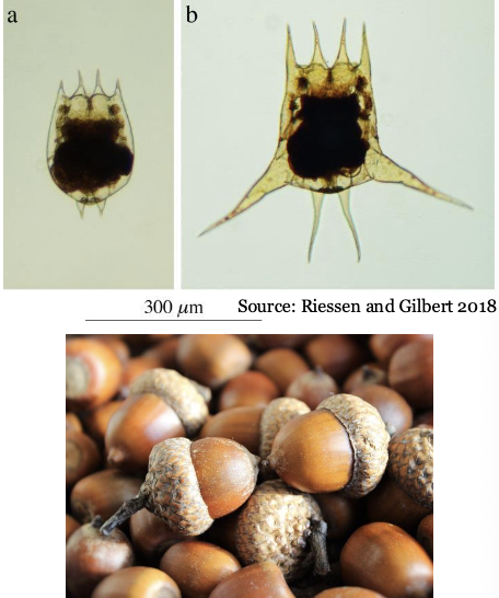 <p>Many species only produce defences when predator cues present to save energy </p><p>eg, <span>plankton grow neck teeth and body spines when predators are detected</span></p>