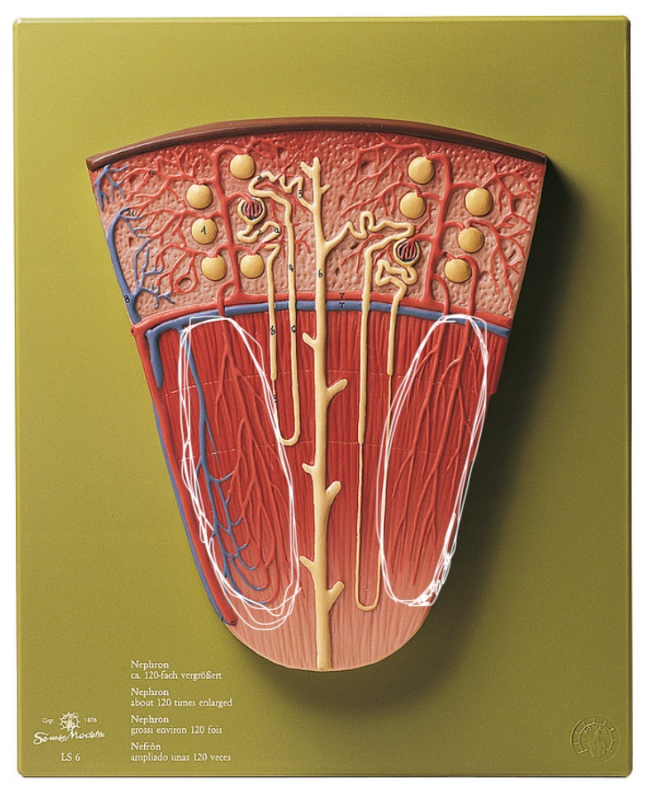 <p>Name this structure</p>
