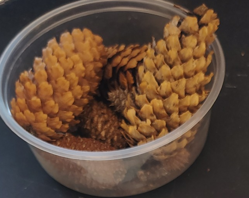 <p>Gymnosperms</p><ol><li><p>Name the phylum</p></li><li><p>male cone of female cone </p></li></ol><p></p>