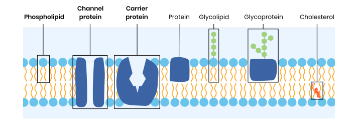 <p>● Phospholipids form a bilayer - fatty acid tails face inwards, phosphate heads face outwards</p><p>● Proteins</p><p>○ Intrinsic / integral proteins span bilayer eg. channel and carrier proteins</p><p>○ Extrinsic / peripheral proteins on surface of membrane</p><p>● Glycolipids (lipids with polysaccharide chains attached) found on exterior surface</p><p>● Glycoproteins (proteins with polysaccharide chains attached) found on exterior surface</p><p>● Cholesterol (sometimes present) bonds to phospholipid hydrophobic fatty acid tails</p>