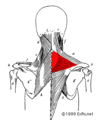<p>I: Spine and acromion of the scapula</p><p>A: Scapular Retraction</p><p>N: CN XI</p>