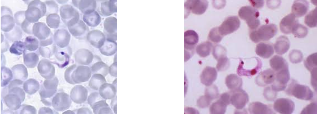 <p><span style="background-color: rgba(0, 0, 0, 0); line-height: 19.7625px;">What is the species in this photo and WHY?</span></p>