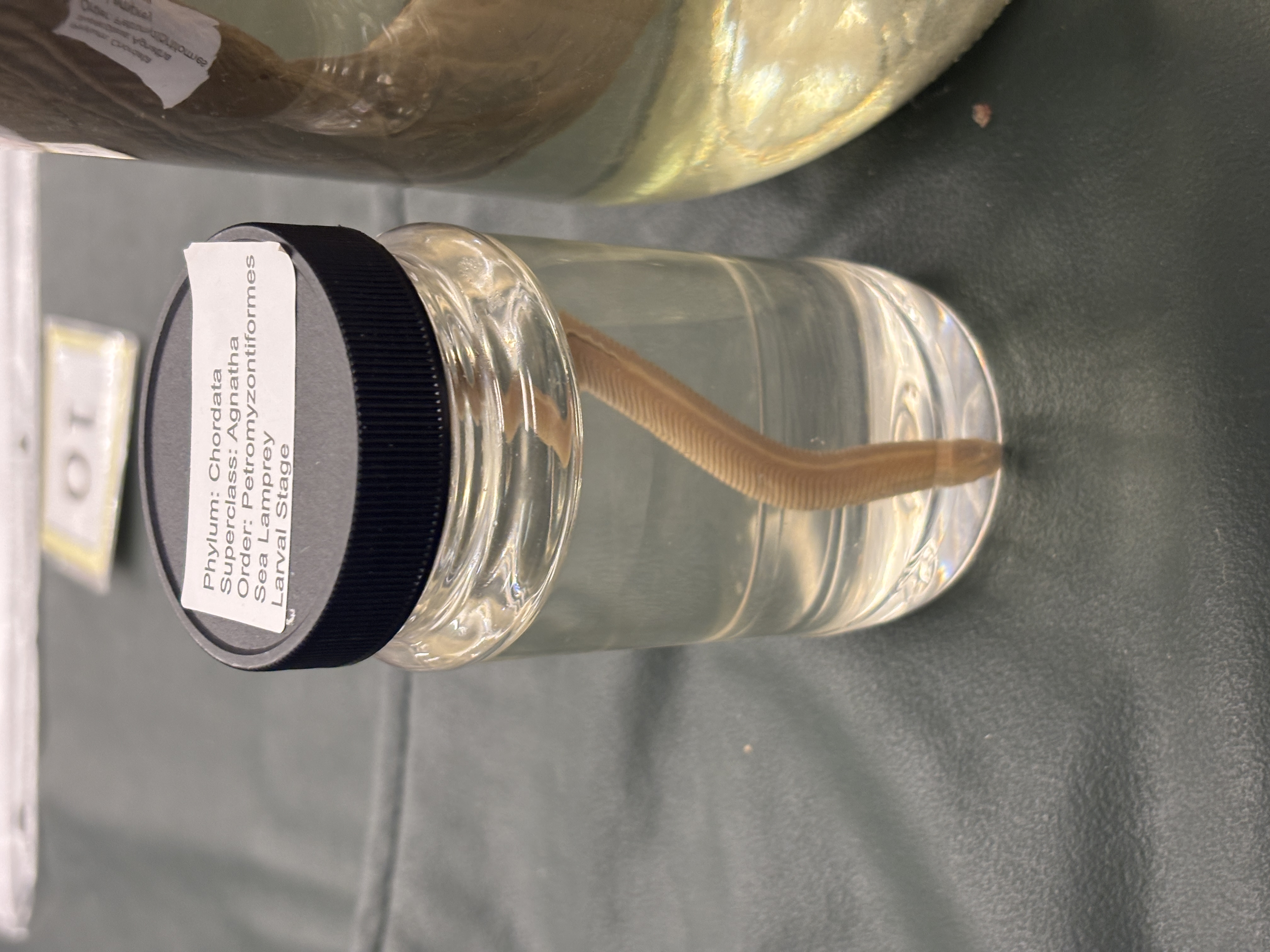 <p>Superclass Agnatha - Lamprey</p><p>What happens to the lamprey larva during metamorphosis</p>