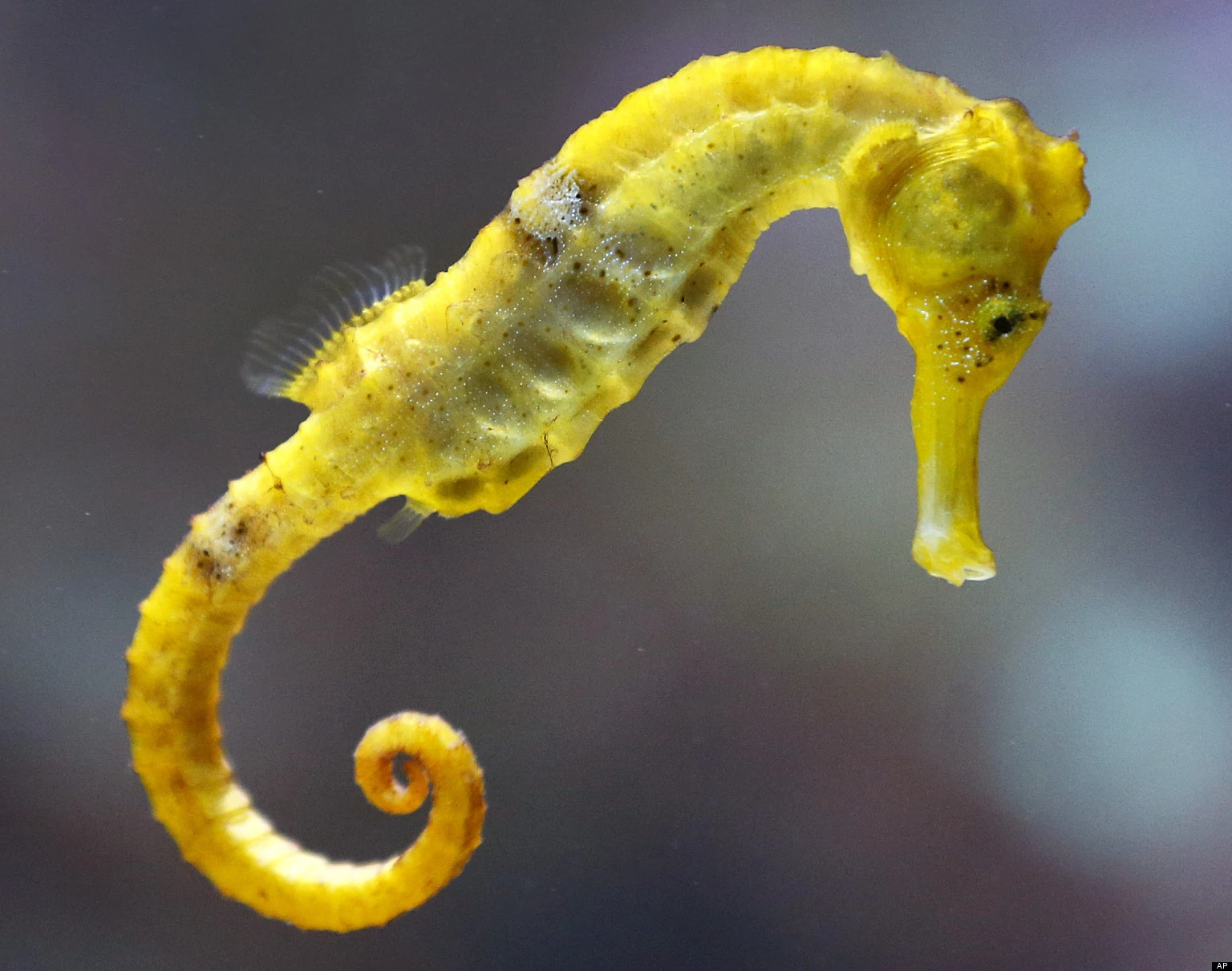 <p>Common Sea Horse (2)</p>