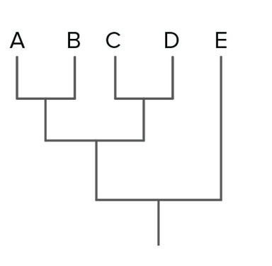 <p>In this phylogenetic tree, which species is most closely related to E?</p><p>A. A<br>B. B<br>C. C<br>D. D<br>E. All of them are equally related to E</p>