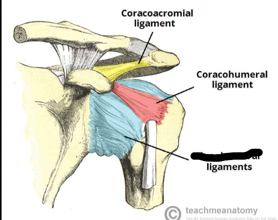 <p>What Shoulder Ligament?</p>
