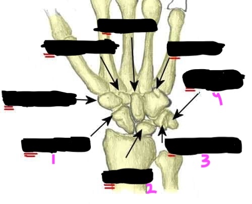 <ol><li><p>scaphoid: most commonly fractured carpal bone</p></li><li><p>lunate: articulates with the radius</p></li><li><p>triquetrum: articulates with the ulna via the articular disc</p></li><li><p>pisiform: a sesamoid bone within the tendon of flexor carpi ulnaris</p></li></ol><p>memory aid - “Sally Left The Party”</p>