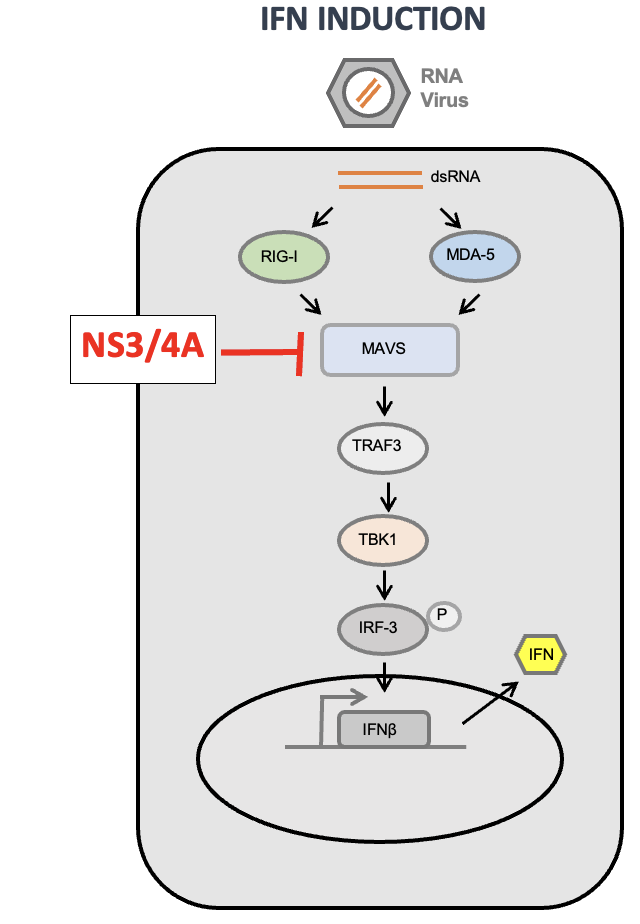 <ul><li><p><span>HCV NS3/4A protein complex acts as a viral interferon antagonist.</span></p></li><li><p><span>NS3/4A proteolytically cleaves MAVS.</span></p></li><li><p><span>Cleavage of MAVS blocks the downstream signaling cascade and stops interferon expression</span></p></li></ul><p></p>