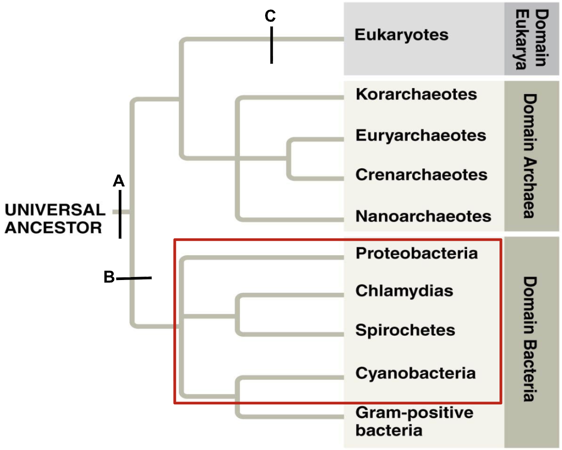 <p>The trait represented by the letter ‘B’ is:</p><p>a. circular chromosome</p><p>b. peptidoglycan</p><p>c. linear chromosomes</p><p>d. flagella</p>