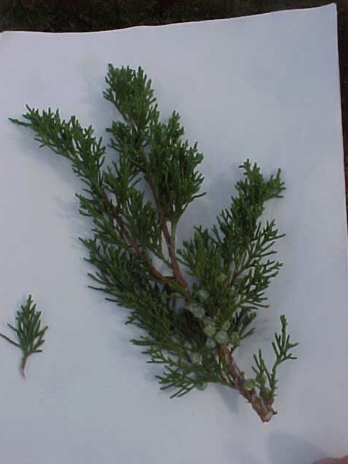 <p>What is this branch?</p>